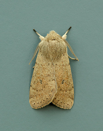 73.245 BF2182 Small Quaker Orthosia cruda