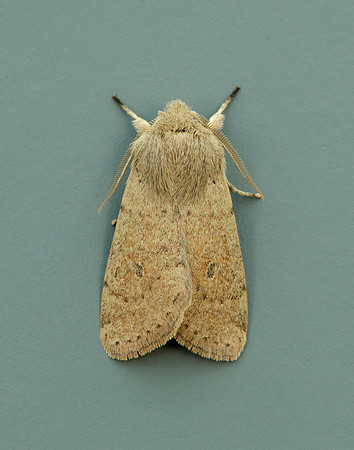 73.245 BF2182 Small Quaker Orthosia cruda