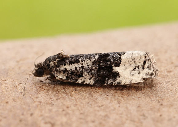 49.149 BF1092 Apotomis turbidana