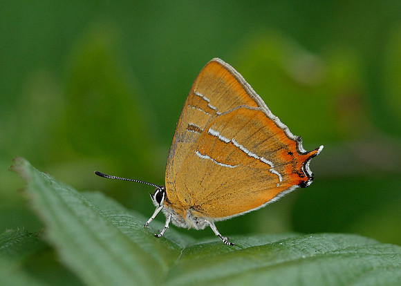 Brown Hairstreak Thecla betulae