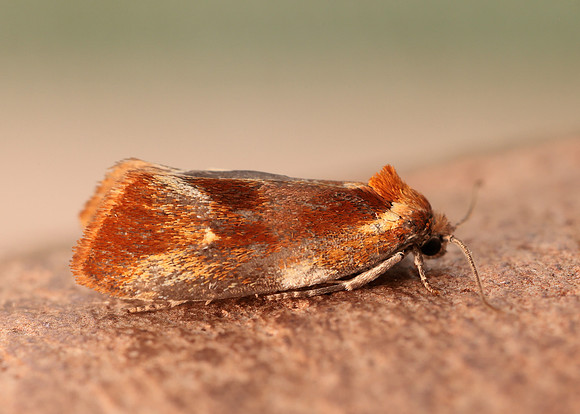 49.090 BF1015 Eulia ministrana