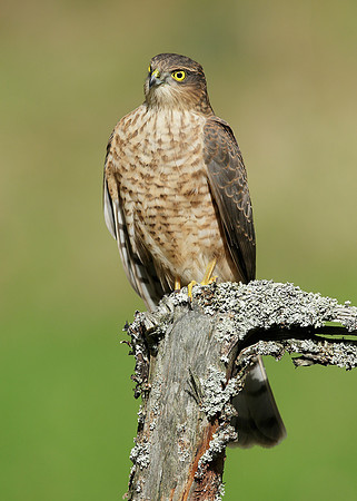 Sparrowhawk Accipiter nisus