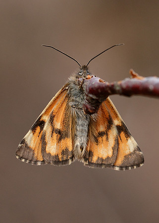 70.203 BF1661 Orange Underwing Archiearis parthenias