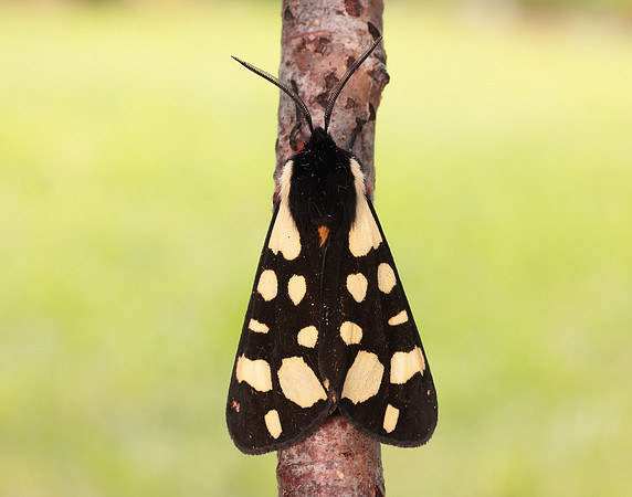 72.027 BF2058 Cream-spot Tiger Arctia villica