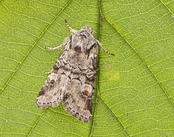 73.220 BF2225 Minor Shoulder-knot Brachylomia viminalis