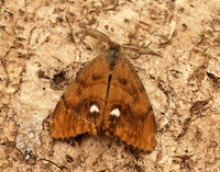 72.017 BF2026 Vapourer Orgyia antiqua