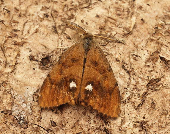 72.017 BF2026 Vapourer Orgyia antiqua