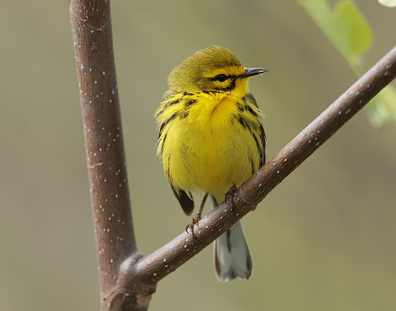 Prairie Warbler Setophaga discolor