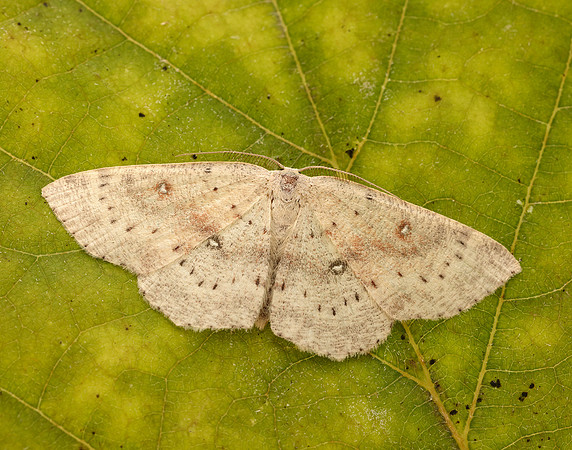 70.032 BF1677 Birch Mocha Cyclophora albipunctata