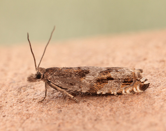 49.201 BF1117 Ancylis unguicella