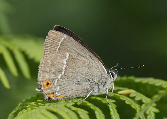 Purple Hairstreak Neozephyrus quercus