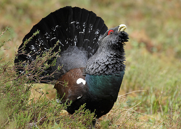 Capercaillie Tetrao urogallus