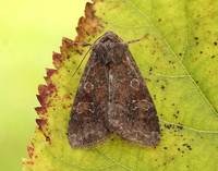 73.221 BF2268 Suspected Parastichtis suspecta
