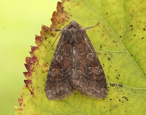 73.221 BF2268 Suspected Parastichtis suspecta
