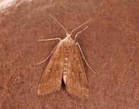 63.117 BF1348 Ringed China-mark Parapoynx stratiotata