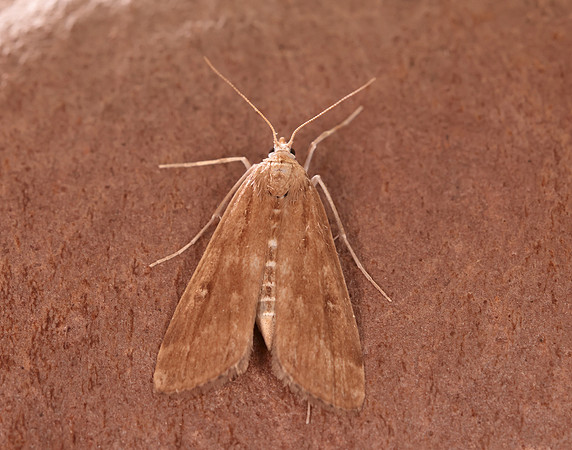 63.117 BF1348 Ringed China-mark Parapoynx stratiotata