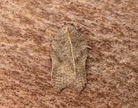 49.071 BF1062 Acleris emargana
