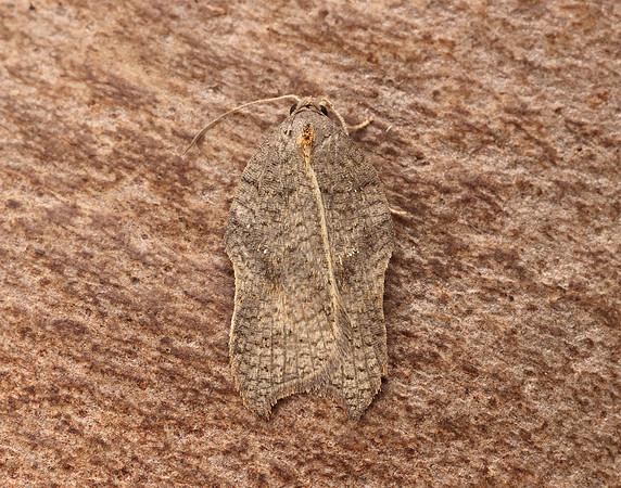 49.071 BF1062 Acleris emargana