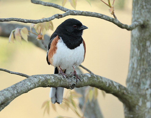 Eastern Towhee Pipilo erythrophthalmus