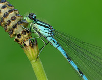 Northern Damselfly Coenagrion hastulatum