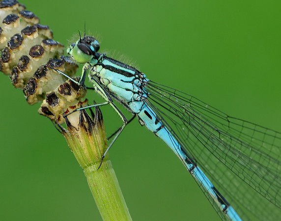 Northern Damselfly Coenagrion hastulatum