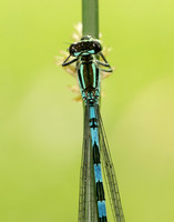 Northern Damselfly Coenagrion hastulatum