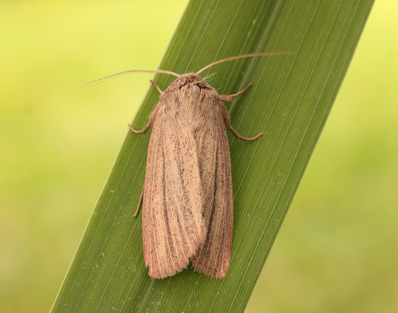 73.289 BF2196 Striped Wainscot Mythimna pudorina