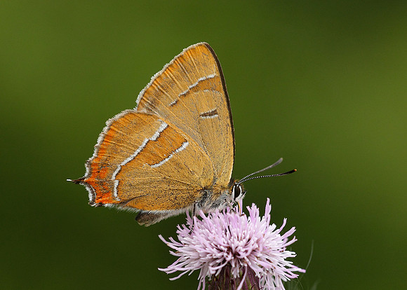 Brown Hairstreak Thecla betulae