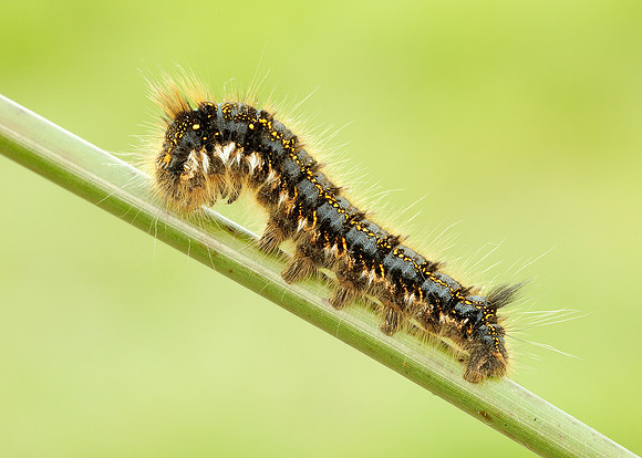 66.010 BF1640 Drinker Euthrix potatoria