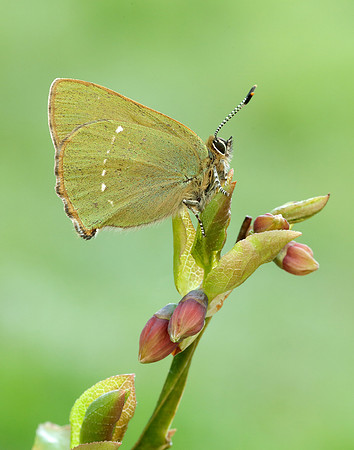 Green Hairstreak Callophrys rubi
