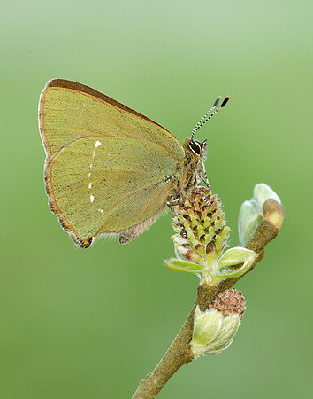Green Hairstreak Callophrys rubi