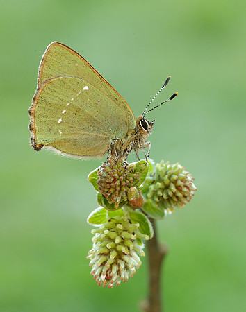 Green Hairstreak Callophrys rubi