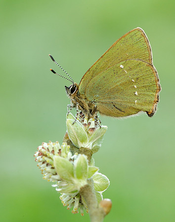 Green Hairstreak Callophrys rubi