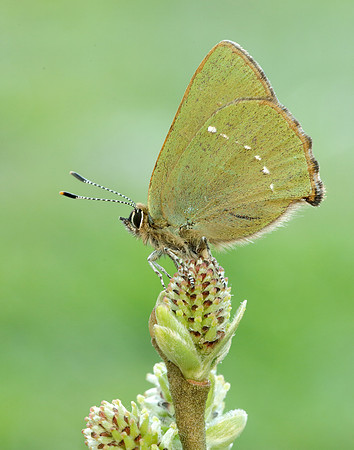 Green Hairstreak Callophrys rubi