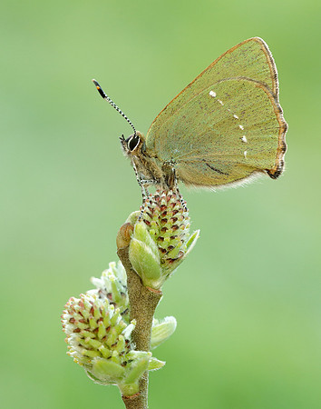 Green Hairstreak Callophrys rubi