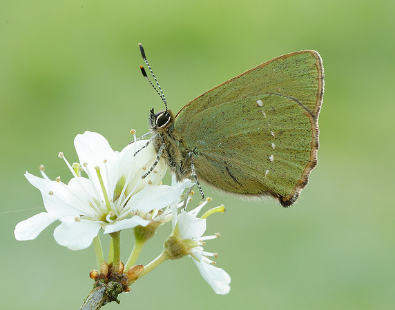 Green Hairstreak Callophrys rubi