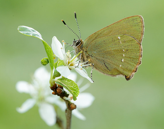 Green Hairstreak Callophrys rubi