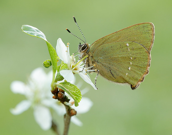 Green Hairstreak Callophrys rubi