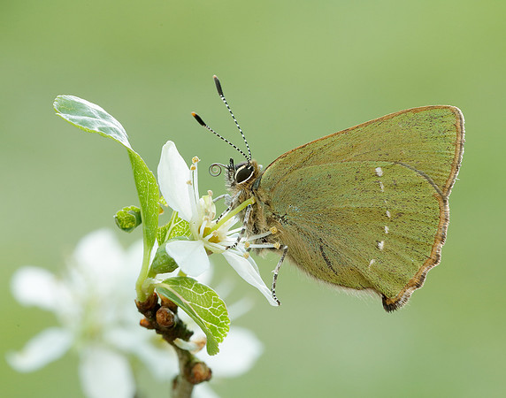 Green Hairstreak Callophrys rubi