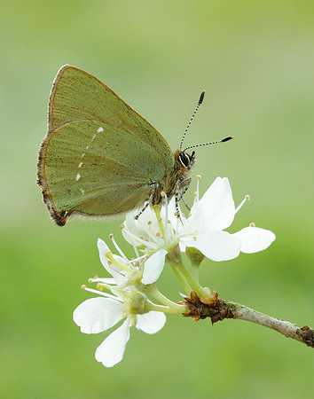 Green Hairstreak Callophrys rubi