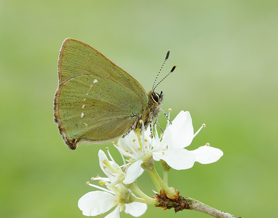 Green Hairstreak Callophrys rubi