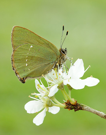 Green Hairstreak Callophrys rubi