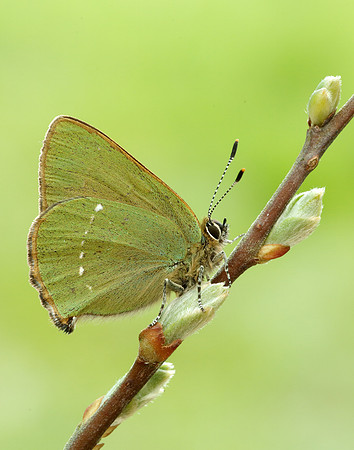 Green Hairstreak Callophrys rubi