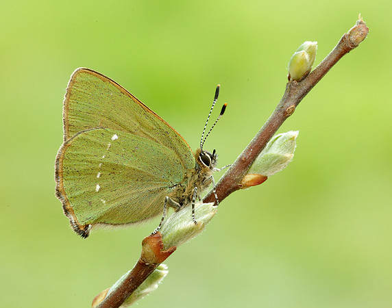 Green Hairstreak Callophrys rubi