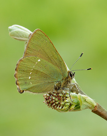 Green Hairstreak Callophrys rubi