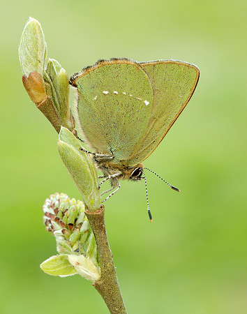 Green Hairstreak Callophrys rubi