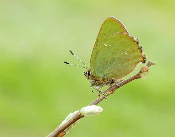 Green Hairstreak Callophrys rubi