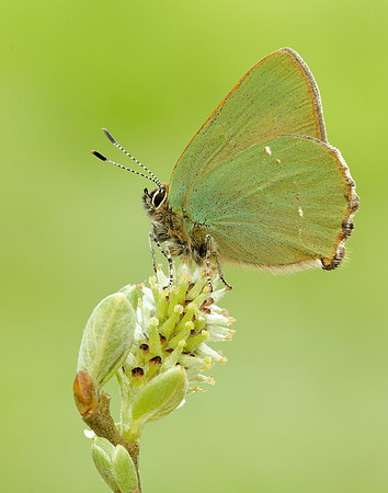 Green Hairstreak Callophrys rubi