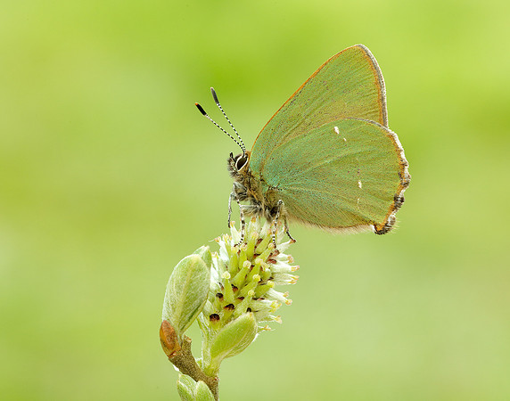 Green Hairstreak Callophrys rubi