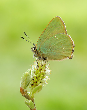 Green Hairstreak Callophrys rubi